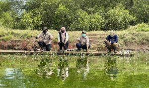 Lima Tahun, PT IKPP Tangerang Tanam 125 Ribu Bibit Mangrove di Pesisir Utara Kabupaten Tangerang.(ist) Portalkota.id