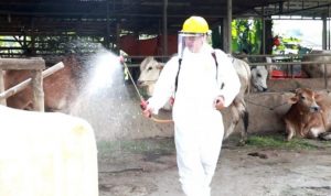 221 Hewan Ternak di Kabupaten Tangerang Terpapar PMK.(ist) Portalkota.id