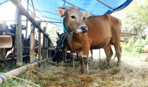 Pemeriksaan Kesehatan Hewan Kurban di Kota Tangerang Diperketat Jelang Idul Adha.(ist) Portalkota.id