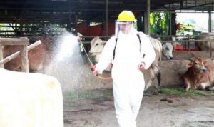 620 Hewan Ternak di Kabupaten Tangerang Dinyatakan Sembuh dari PMK.(ist) Portalkota.id