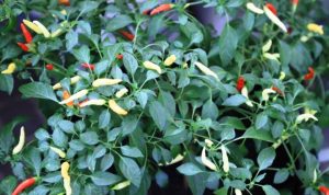 Urban Farming, Kini Bisa Menjadi Peluang Ekonomi.(ist) Portalkota.id