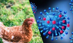 DPKP Monitor, Awasi dan Cegah Penyebaran Virus Avian Influenza.(ist) Portalkota.id
