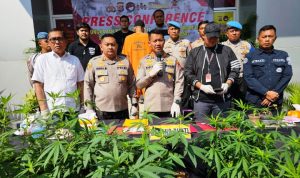Tanam Ganja di Rumah Fotografer Ini Diciduk Polisi.(ist) Portalkota.id