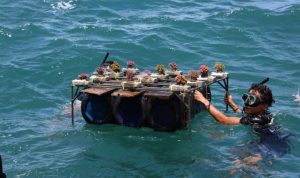 Dukung Pariwisata Berkelanjutan, Pemprov Banten Lakukan Konservasi Laut di Carita.(Foto: Istimewa) Portalkota.id
