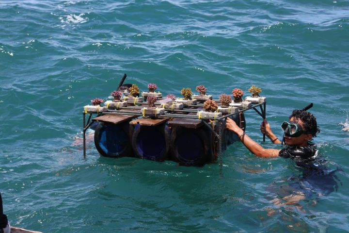 Dukung Pariwisata Berkelanjutan, Pemprov Banten Lakukan Konservasi Laut di Carita.(Foto: Istimewa) Portalkota.id